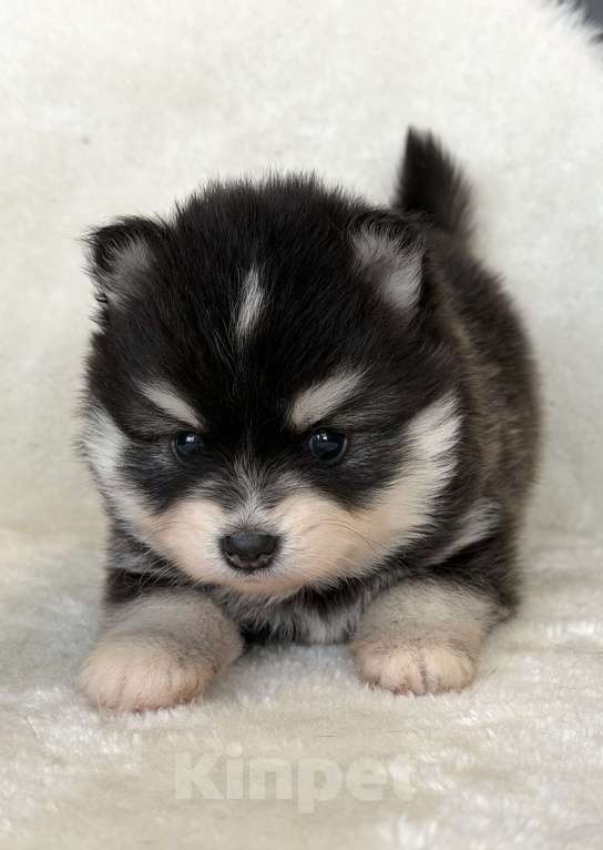 Собаки в Санкт-Петербурге: Девочка помски Девочка, 70 000 руб. - фото 1