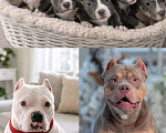 Собаки в Челябинске: Американский булли  Девочка, 80 000 руб. - фото 2