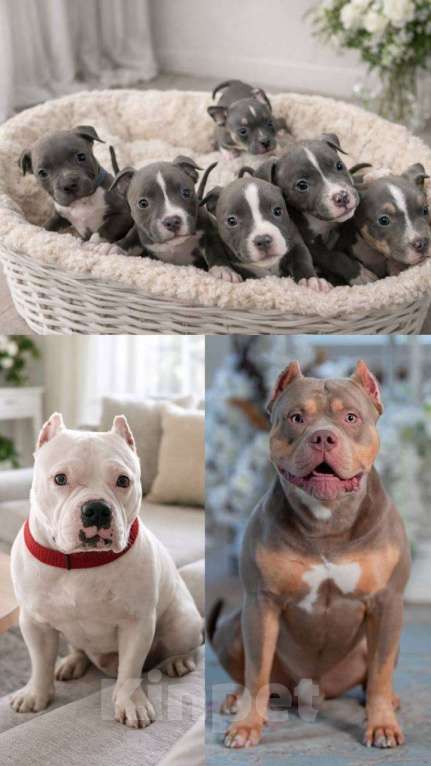 Собаки в Челябинске: Американский булли  Девочка, 80 000 руб. - фото 2