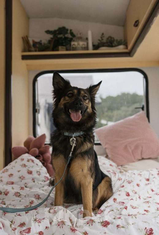 Собаки в Москве: Озорная малышка Клер ищет дом Девочка, Бесплатно - фото 3