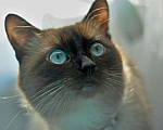 Кошки в Климовске: Тайский (Сиамский) кот. Вязка.Случка. , 2 000 руб. - фото 3