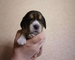 Собаки в Пензе: Щенки Бигли, 30 000 руб. - фото 7