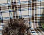 Кошки в Вязьме: Котик Шотландский тёмный шоколад, 15 000 руб. - фото 6