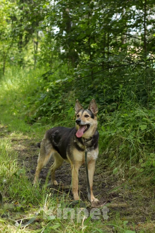 Собаки в Ногинске: Джесси Девочка, Бесплатно - фото 5