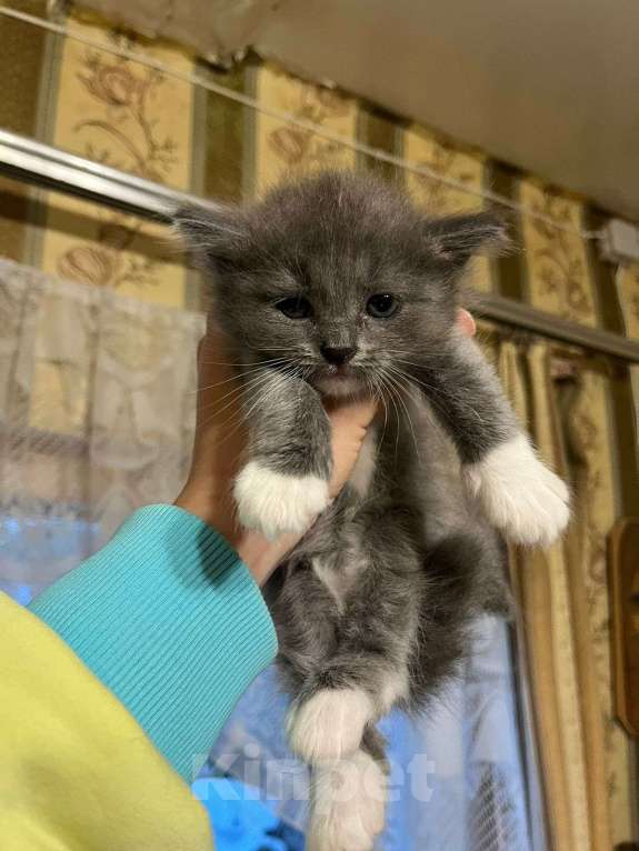 Кошки в Ступино: Котенок в добрые руки Девочка, Бесплатно - фото 2