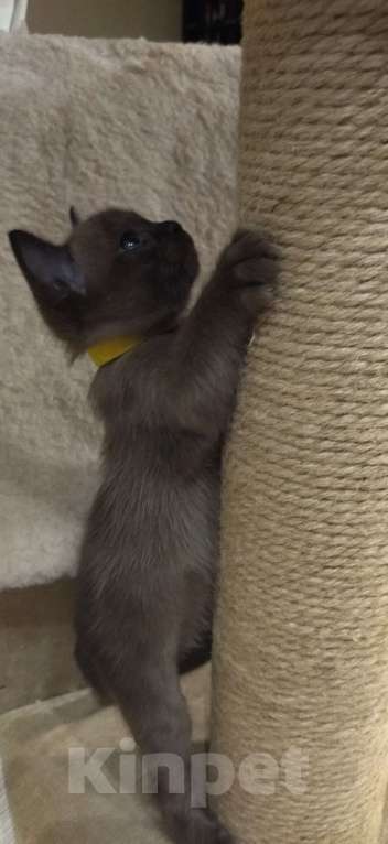 Кошки в Самаре: Котята бурманской породы Мальчик, 35 000 руб. - фото 5