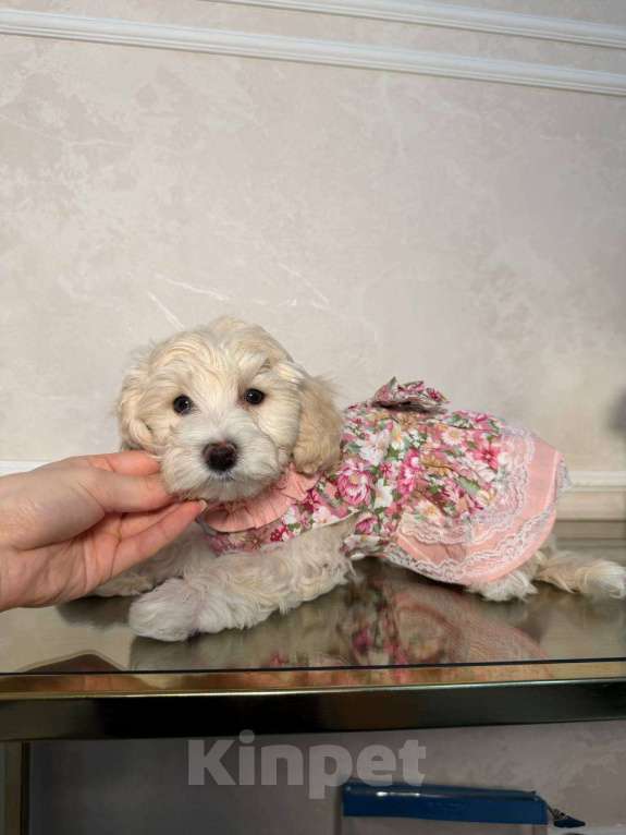 Собаки в Красногорске: Мальтипу девочка Девочка, 100 000 руб. - фото 6