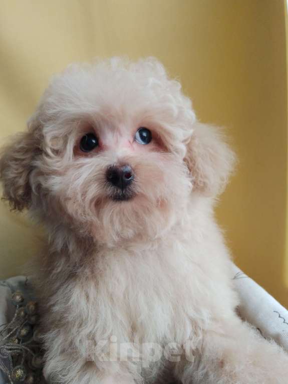 Собаки в Балашихе: Мальчик Мальтипу Мальчик, 60 000 руб. - фото 1