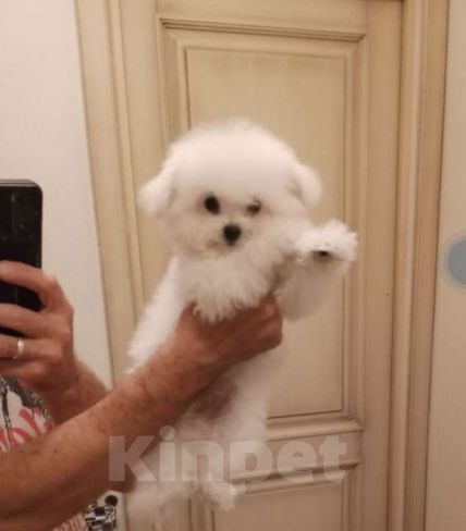 Собаки в Москве: Бишон-фризе, Китай  Девочка, 135 000 руб. - фото 3