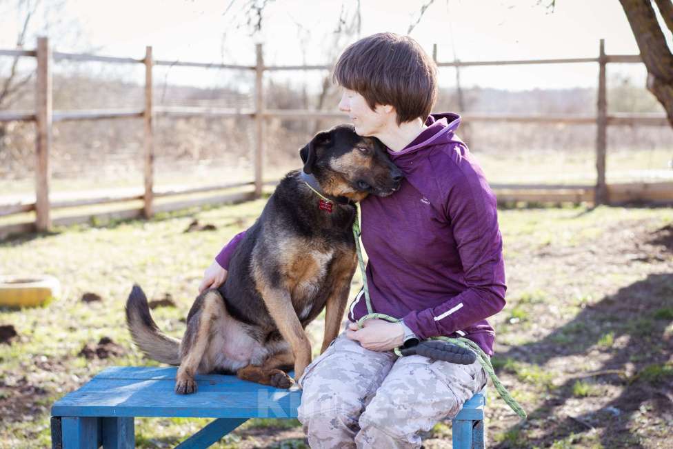 Собаки в Москве: Супер-ласковый пёс в приюте, ищет дом Мальчик, Бесплатно - фото 5