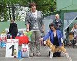 Собаки в Уфе: Бигль кобель для вязки Мальчик, 25 000 руб. - фото 5