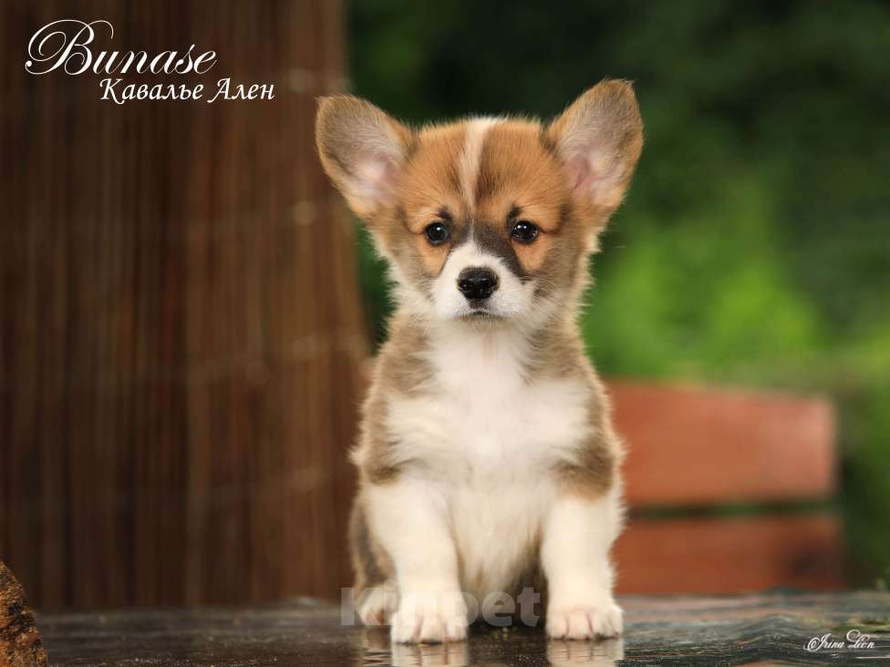Собаки в других городах Московской области: Бунасе Кавалье Ален Мальчик, 40 000 руб. - фото 3