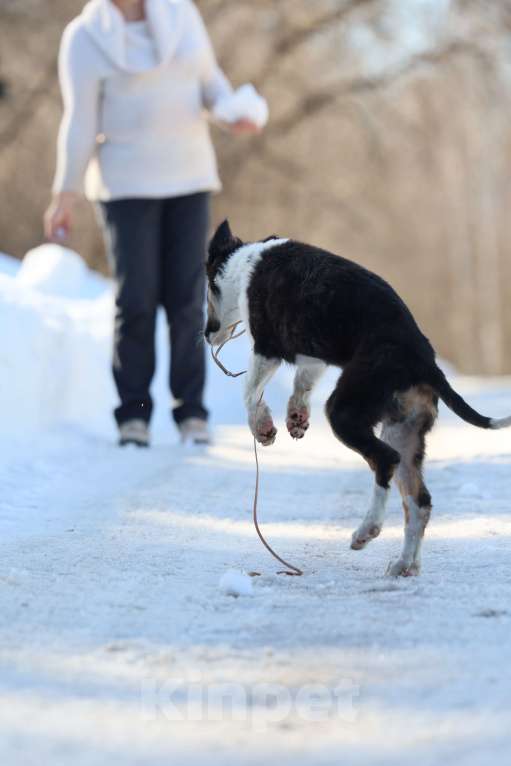 Собаки в Нижнем Новгороде: Русская псовая борзая, щенок Мальчик, 80 000 руб. - фото 3