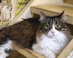 Кошки в Москве: Котик Милан ищет дом! Мальчик, Бесплатно - фото 4