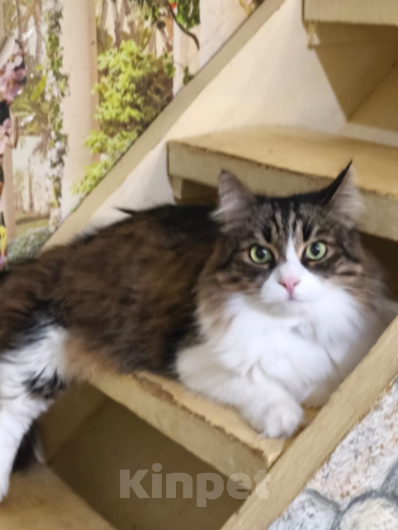 Кошки в Москве: Котик Милан ищет дом! Мальчик, Бесплатно - фото 4
