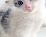 Кошки в Самаре: Вислоухий котёнок  Мальчик, 2 500 руб. - фото 2
