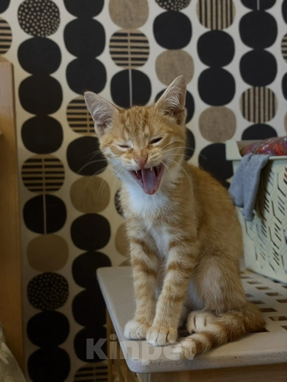 Кошки в Москве: Маленькие котята (2 мес.) в добрые руки Девочка, Бесплатно - фото 8
