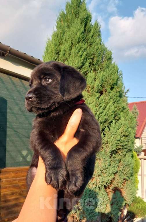 Собаки в Саратове: Щенки лабрадора-ретривера Девочка, 30 000 руб. - фото 2