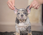 Собаки в Белгороде: Французский бульдог щенки Мальчик, 150 000 руб. - фото 3