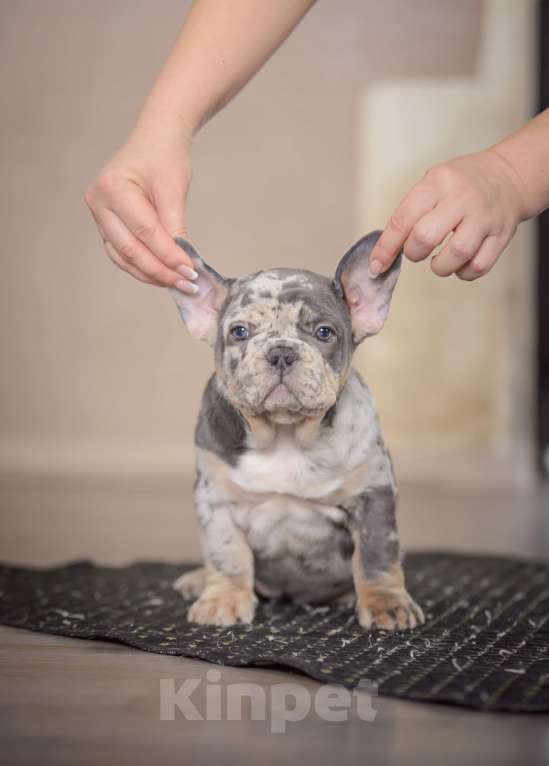 Собаки в Белгороде: Французский бульдог щенки Мальчик, 150 000 руб. - фото 3