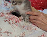 Кошки в других городах Московской области: Котенок Девочка, Бесплатно - фото 2