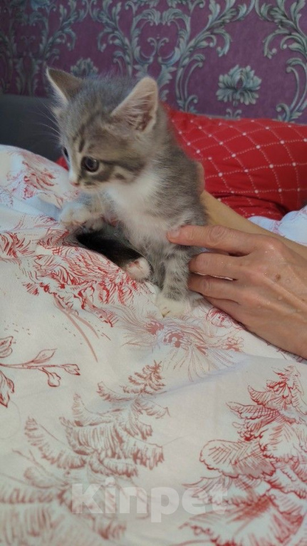Кошки в других городах Московской области: Котенок Девочка, Бесплатно - фото 2