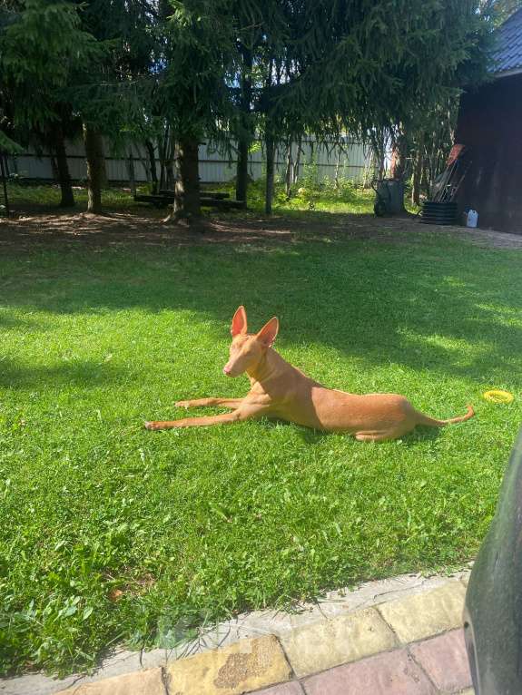 Собаки в других городах Московской области: Фараонова собака Мальчик, 25 000 руб. - фото 10