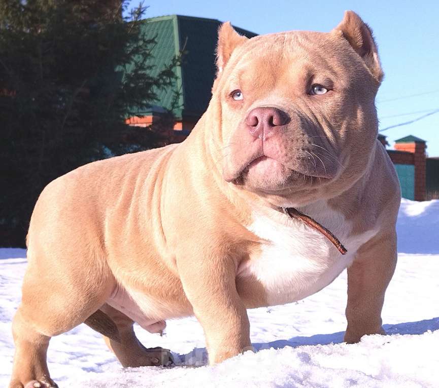 Собаки в Москве: Шикарный мальчик шоу класса Мальчик, 200 000 руб. - фото 2