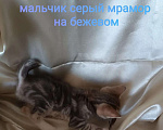 Кошки в Москве: котята курильские бобтейлы шикарного мраморного окраса Разнополые, 5 000 руб. - фото 9