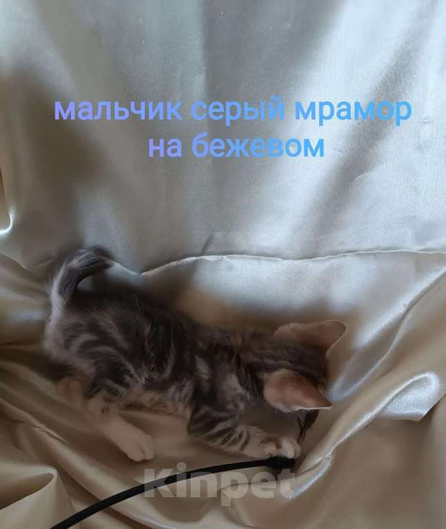 Кошки в Москве: котята курильские бобтейлы шикарного мраморного окраса Разнополые, 5 000 руб. - фото 9