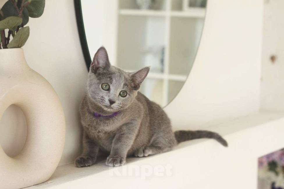 Кошки в Москве: Русский голубой котенок Мальчик, 60 000 руб. - фото 5