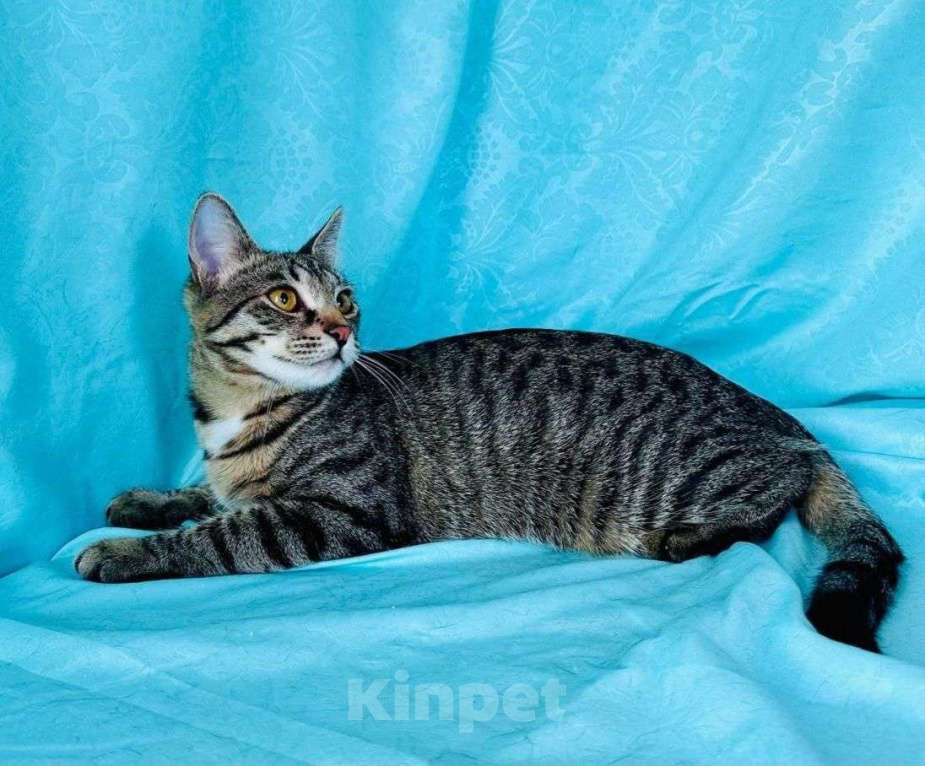 Кошки в Москве: Полосатый котенок в добрые руки  Мальчик, Бесплатно - фото 2