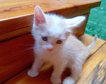 Кошки в Кемерово: Котята Мальчик, Бесплатно - фото 4