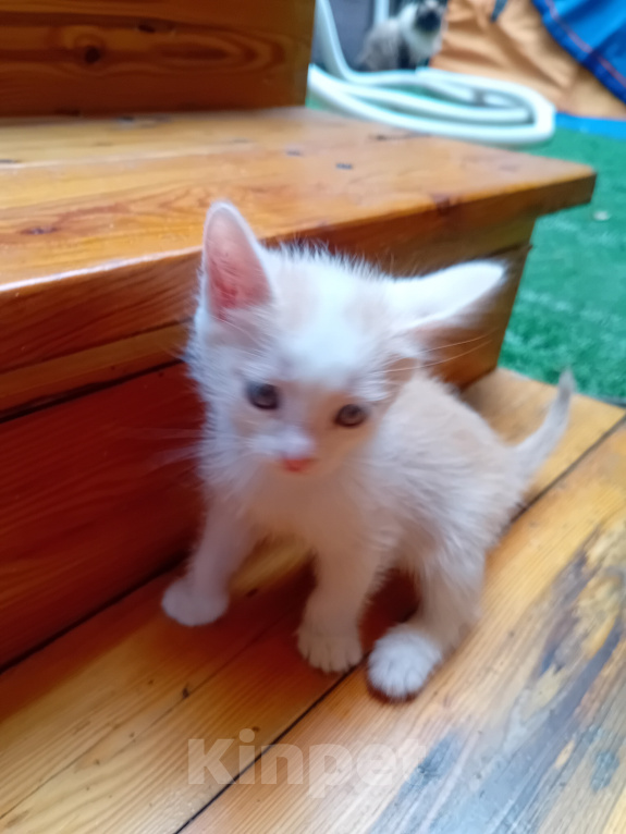 Кошки в Кемерово: Котята Мальчик, Бесплатно - фото 4
