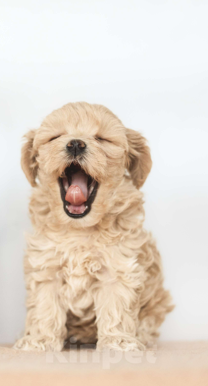 Собаки в Санкт-Петербурге: Асти Мальтипу ф1 Девочка  Девочка, 180 000 руб. - фото 3