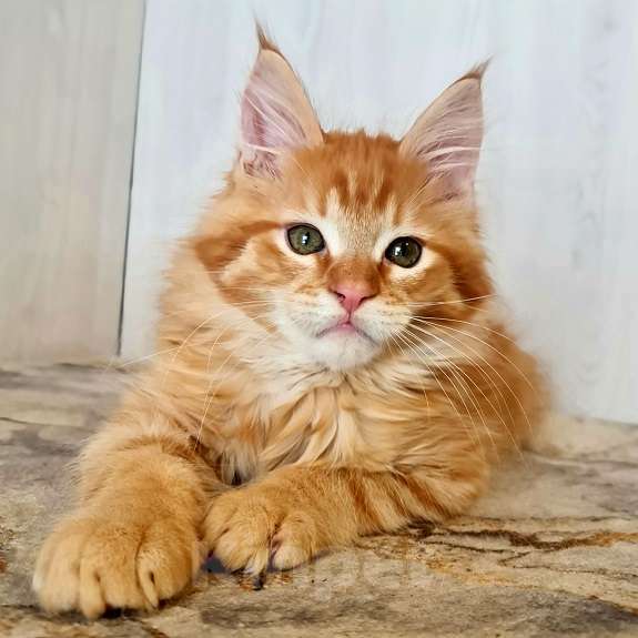 Кошки в других городах Ярославской области: Котята Мейн кун Мальчик, Бесплатно - фото 8