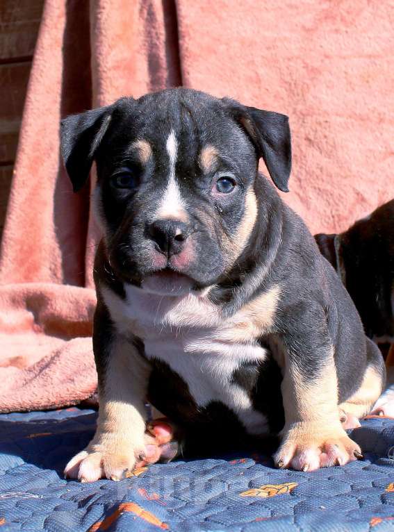 Собаки в Москве: Чёрные триколоры. Мальчик и девочка. Разнополые, 80 000 руб. - фото 8