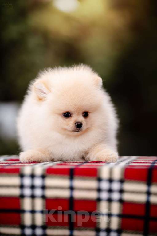 Собаки в Видном: Кремовый мальчик Мальчик, 40 000 руб. - фото 2