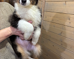Собаки в Санкт-Петербурге: Австралийская овчарка щенок Девочка, 50 000 руб. - фото 4