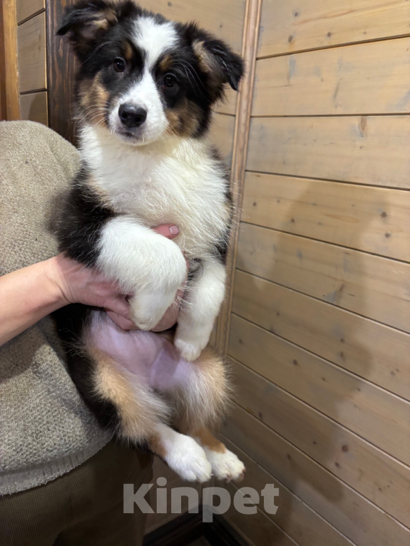 Собаки в Санкт-Петербурге: Австралийская овчарка щенок Девочка, 50 000 руб. - фото 4