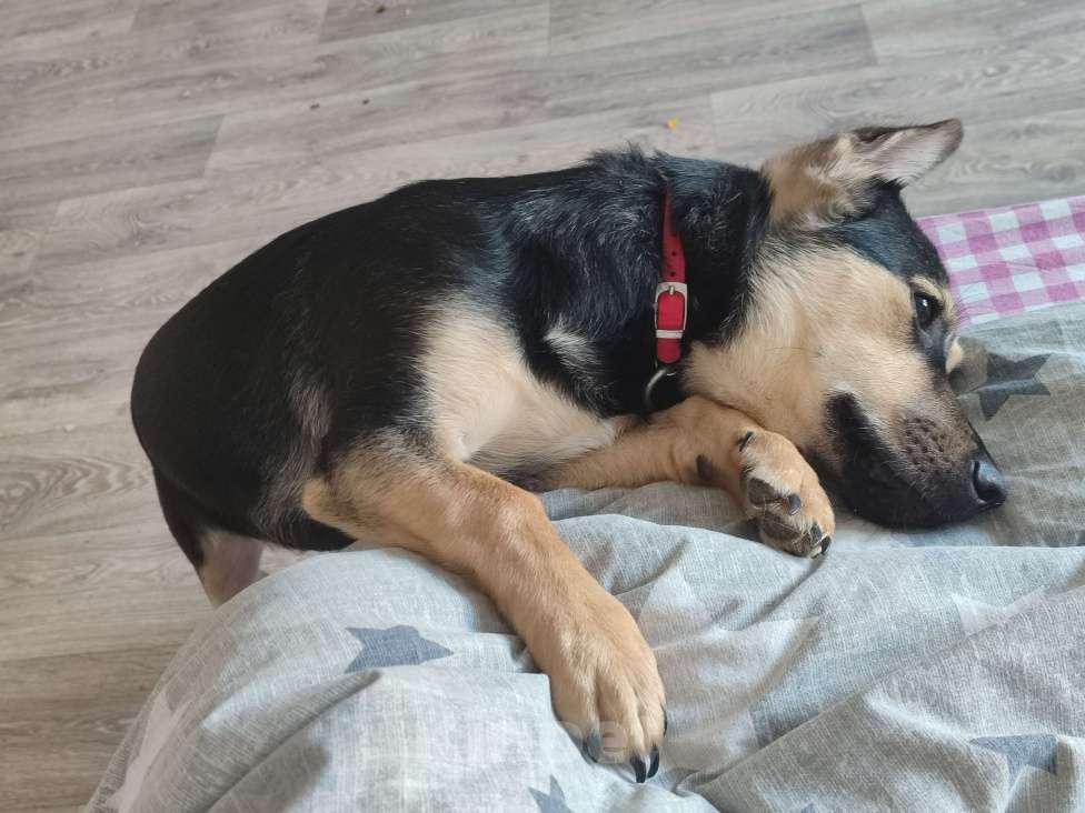 Собаки в Саратове: Отдаю собаку в хорошие руки Девочка, Бесплатно - фото 3