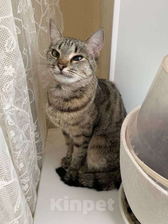 Кошки в Москве: Отдам Малышку в добрые руки Девочка, Бесплатно - фото 3