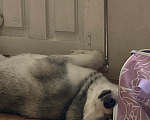 Собаки в Краснодаре: Отдам хаски в добрые руки 🤍 Мальчик, Бесплатно - фото 1