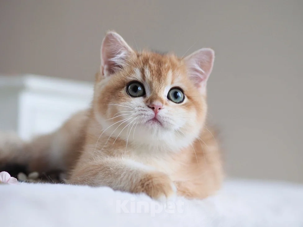 Кошки в Москве: Британская девочка Девочка, 40 000 руб. - фото 3