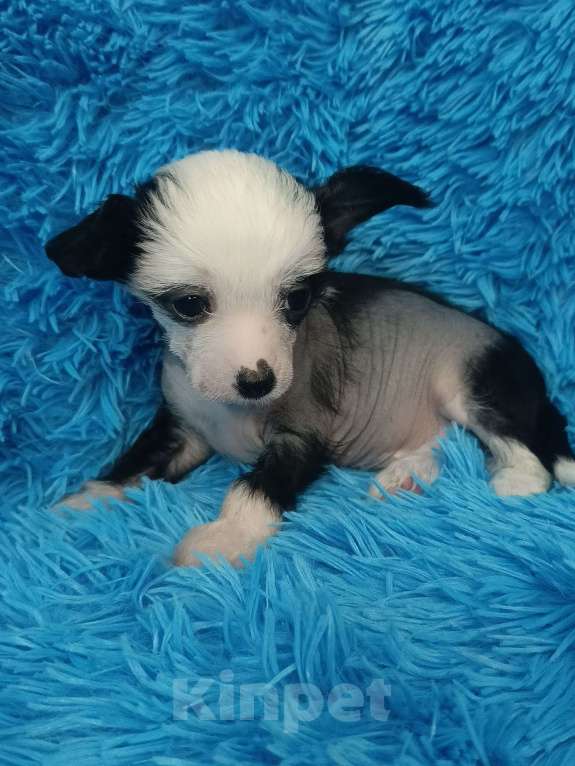 Собаки в Санкт-Петербурге: Девочка голая мини Девочка, 70 000 руб. - фото 8