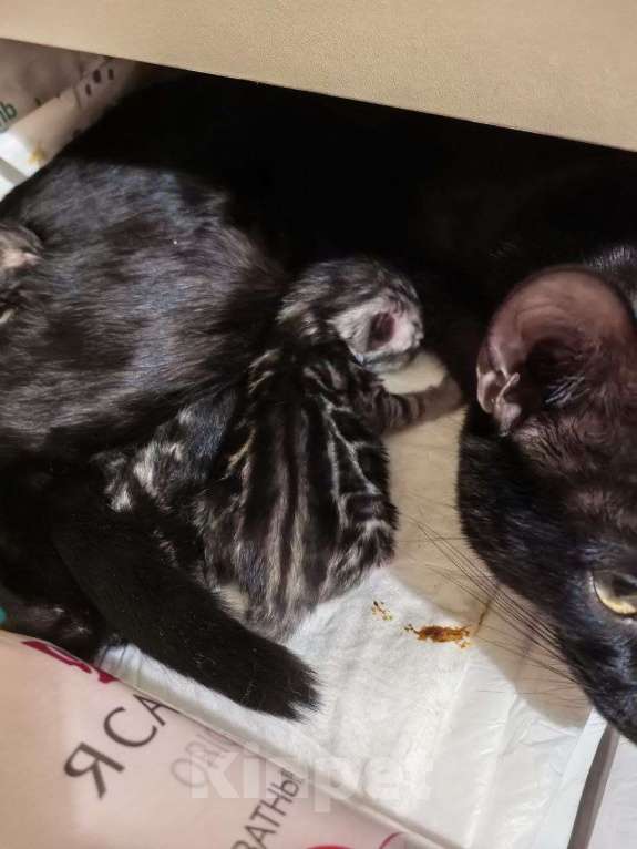 Кошки в Ивантеевке: Бенгальские котята. Серебро, угольное серебро Девочка, Бесплатно - фото 1