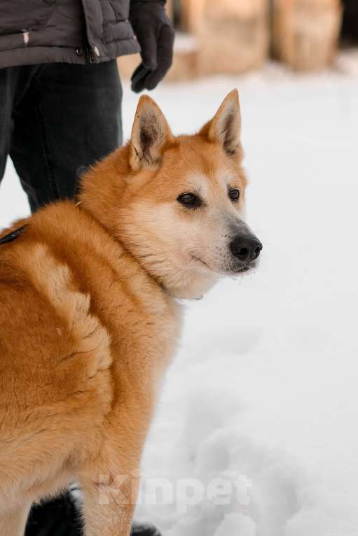 Собаки в Санкт-Петербурге: Яркий спокойный Рыжик из приюта Мальчик, Бесплатно - фото 9