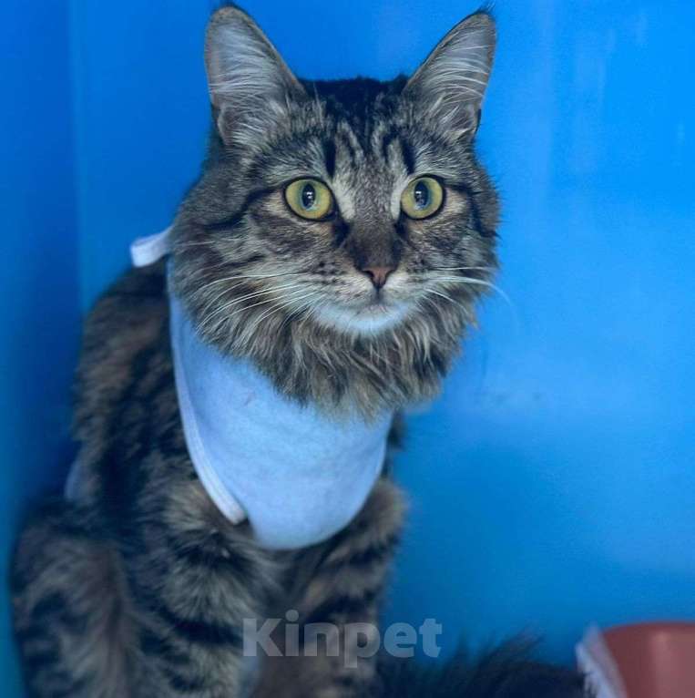 Кошки в Москве: Кошечка-подросток по имени Дождинка ищет любящую семью! Девочка, Бесплатно - фото 2