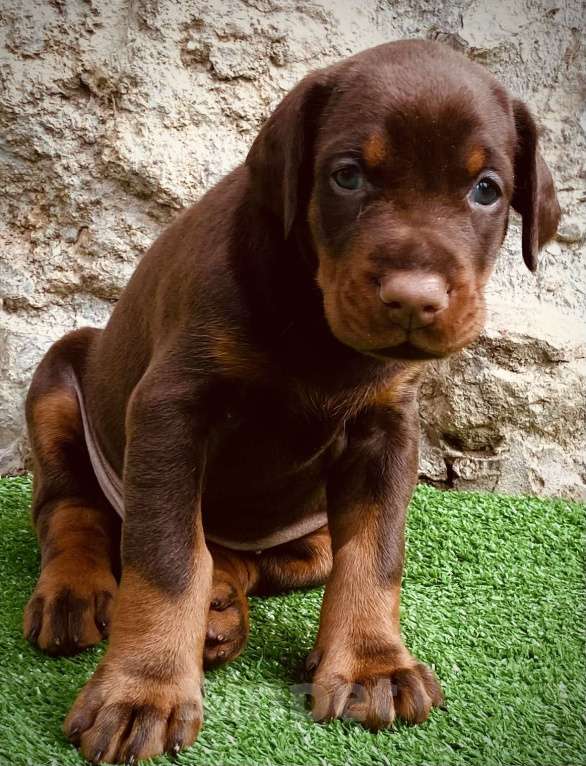 Собаки в Ялте: Крупные щенки добермана РКФ Мальчик, 70 000 руб. - фото 1