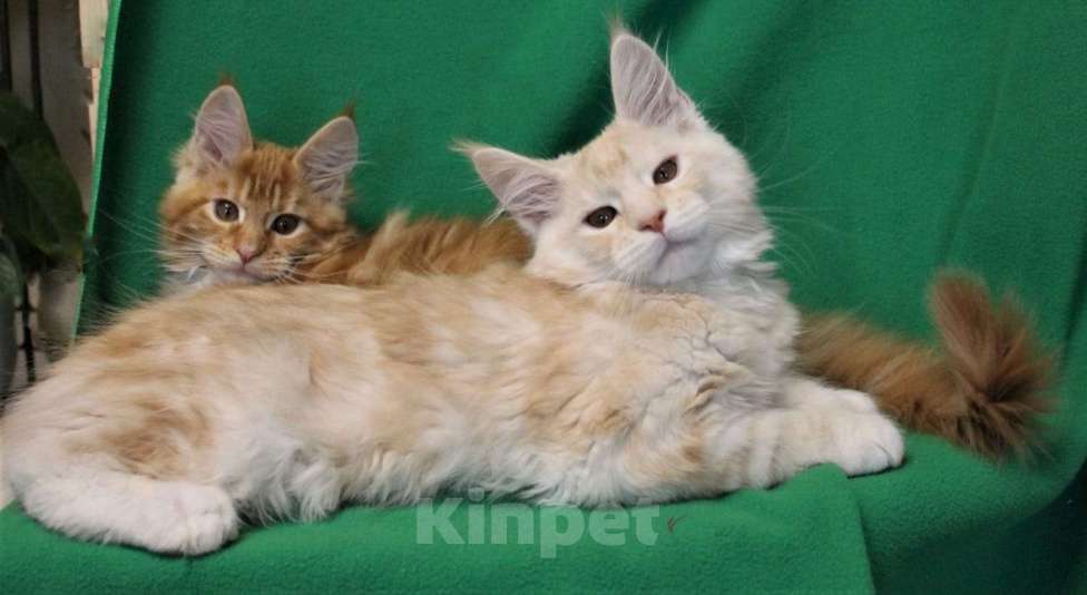 Кошки в Балашихе: Комочек счастья. Мальчик, 40 000 руб. - фото 1